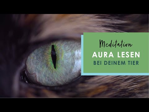 So liest du die Aura deines Tieres - Geführte Meditation | 20 Minuten | Tierkommunikation