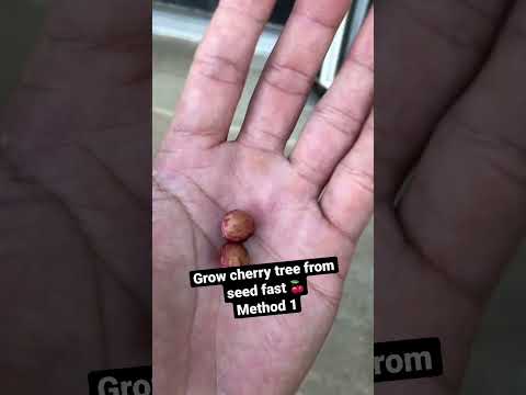 How to Grow cherry tree from seeds. (Fast in 2 weeks) store bought cherry #fruits #shorts
