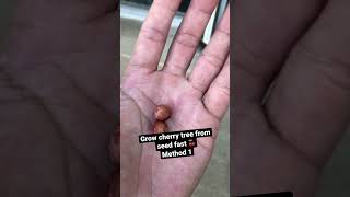 How to Grow cherry tree from seeds. (Fast in 2 weeks) store bought cherry #fruits #shorts