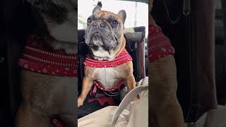 これから犬と船旅を考えている方の参考になれば嬉しいです✨#犬と船旅 #犬とお出かけ #ペットと旅行 #犬連れ旅行 #わんこと旅 #犬との暮らし #犬好きさんと繋がりたい #ペット可 #船旅 #dog