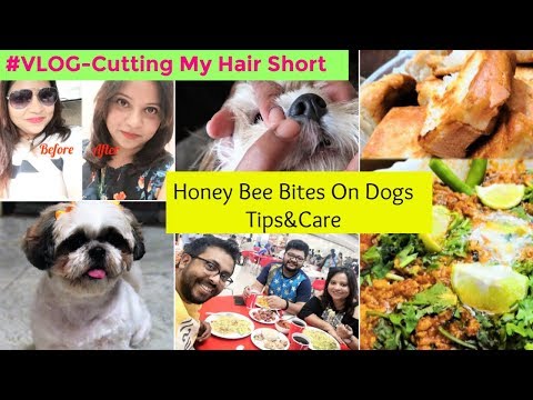 Cutting My Hair Short | Insect Bite On Shih Tzu-Prevention & Tips | Homemade Keema Pav