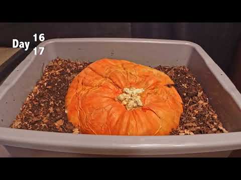 Timelapse of Uneaten Pumpkin - Unit 7.4 Matter Cycling & Photosynthesis Lesson 13