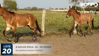 LOTE 20