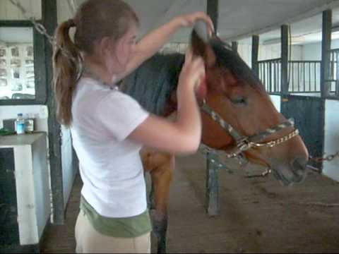 comment nettoyer fourreau d'un cheval