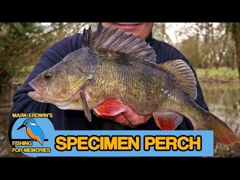 Perch fishing on a flooded river - Bumper perch capture (Video 72)