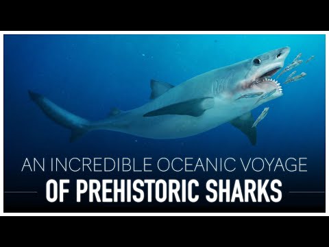 A Complete Guide & Timeline of Prehistoric Sharks | Dinosaur Documentary