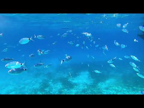 Fishes in Sardinia (Golfo Aranci)