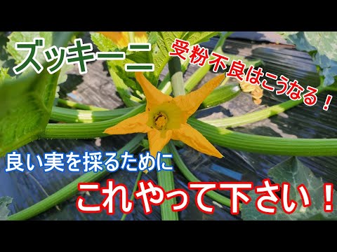 ズッキーニをナメクジから守る方法は？完全に自然だが非常に効果的な祖母のための5つの治療法  庭園
