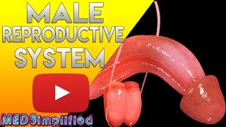 Male Reproductive System Made Simple - Anatomy &  Function