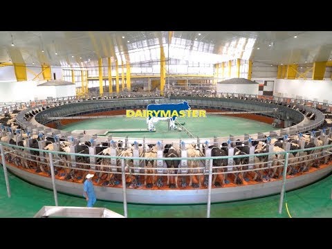 4,000 melkkoeien in Qatar worden gemolken in een 100 stand draaimelkstal........ Dairymaster