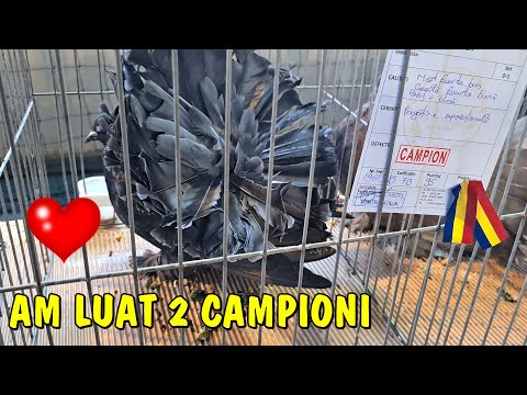 Viața la țară - Ce rezultate am obținut la porumbei la expoziția de la Călinești  Argeș - Ep. 1