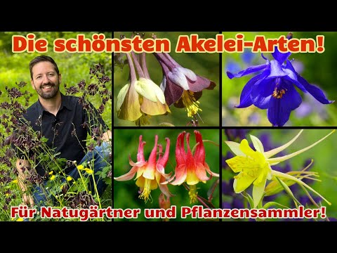 Die schönsten Akelei-Arten für Naturgärten u. Pflanzen-Sammler von Aquilegia alpina bis A. vulgaris
