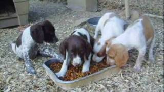 preview picture of video '8 Week old Brittany pups'