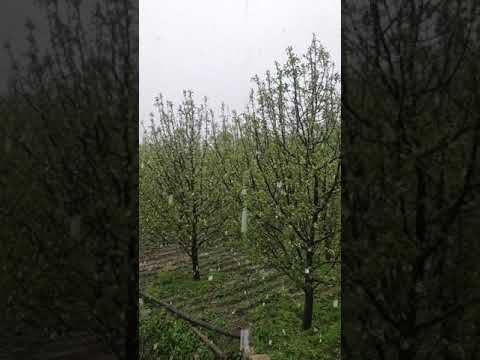 Oh No 😱! What happened in Himachal -  Snowfall in Janjehli Valley | April 2021