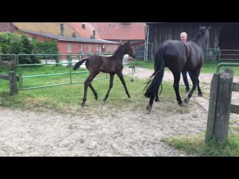 Morricone foal