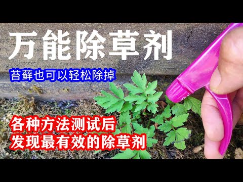 雜草 花