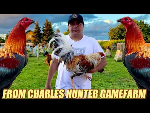 Minner Redquill Mugs Leiper And Grey Bulik Black spangled - FROM CHARLES HUNTER GAMEFARM