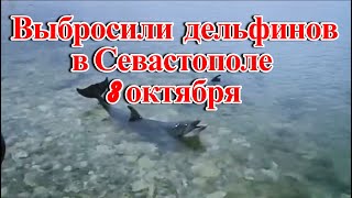Владелец дельфинария в Севастополе выбросил дельфинов в море из за низкого дохода от них