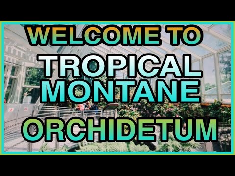 #TROPICAL MONTANE ORCHIDETUM
