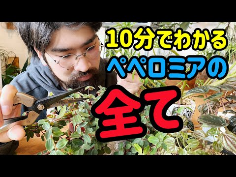 園芸 グリーンアニス、ピンピネル、オフィシナルアニス、栽培アニス