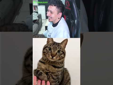 ¿Diferencias entre gatos y gatas? #SHORTS  #clips