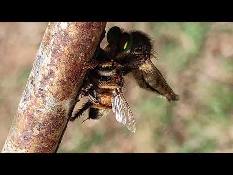 robberfly eat bee