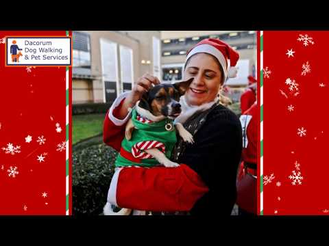 Dacorum Dog Walking & Pet Services video.