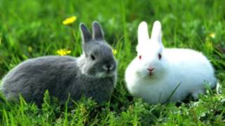 En lille cover parodi på "Gnags Vilde Kaniner"