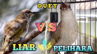 Download lagu MASTERAN BURUNG CUCAK KOMBO DUET SUARA ALAM DAN FULL ISIAN mp3 Download lagu MASTERAN BURUNG CUCAK KOMBO DUET SUARA ALAM DAN FULL ISIAN mp3