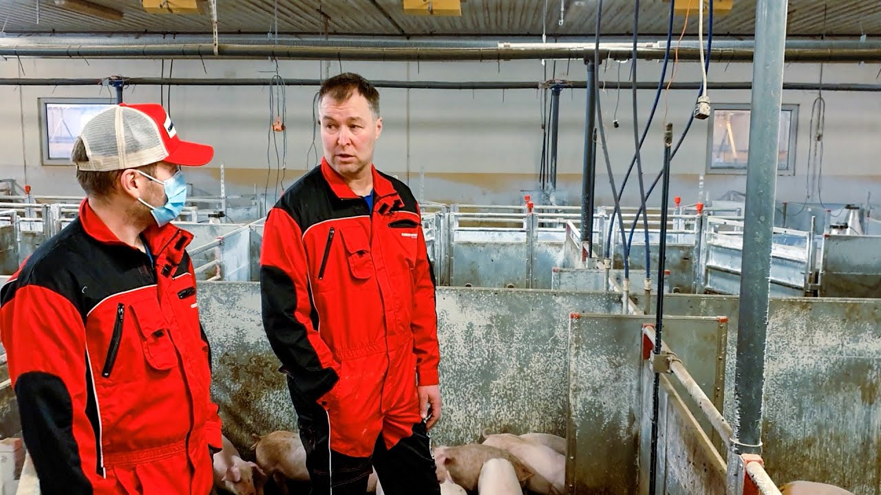 Oppgradering av våtfôringsanlegg i grisefjøset