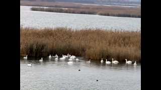 preview picture of video 'Lacul lebedelor pe timp de iarna - Swan lake'
