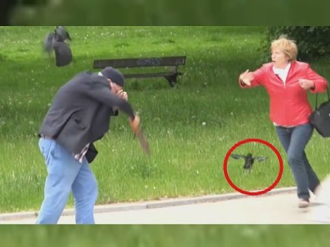 Crows attack Hamburg citizens and police officers