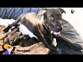 Mother Dog Reunited With Her Puppies All Grown Up The Dodo Reunited