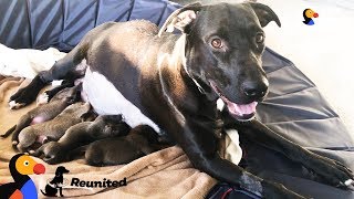 Mother Dog Reunited With Her Puppies All Grown Up | The Dodo by The Dodo