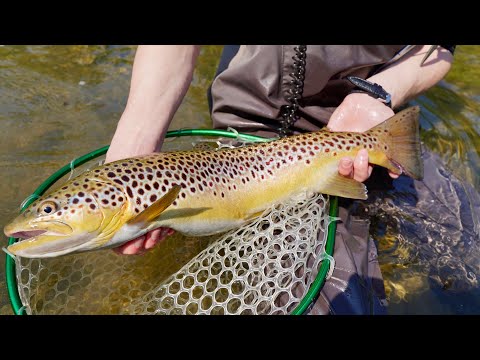 PSTRĄG 56 CM - Rzeka San | Pstrągi i Lipienie na nimfę | Wędkarstwo muchowe | Chatka TRAPER