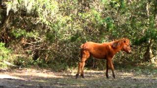 preview picture of video 'Cumberland Island horses beach backpacking'