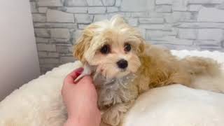 ハーフ犬の動画01