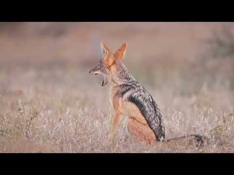 Your Weekly Wild Escape | Black-backed jackals Alarm Calls (June 2025)