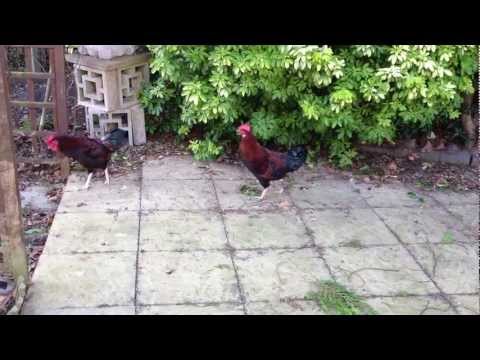 download lagu mp3 mp4 Rooster At Dawn, download lagu Rooster At Dawn gratis, unduh video klip Rooster At Dawn