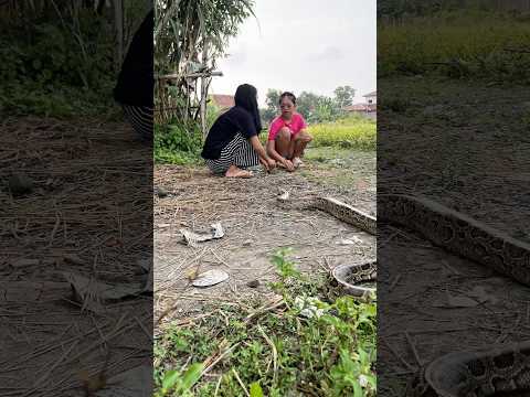 Ditinggal Ngopi, Molo Malah ‘Main’ ke Acel & Niken!  #shortvideo #shotrs #snake