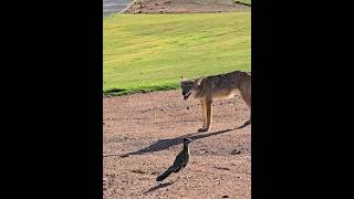 Video thumbnail image