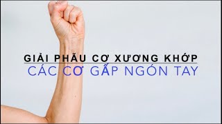 Các cơ gấp ngón tay