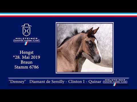 Holsteiner Elite-Fohlenauktion 2019 - Nr. 21 Demsey v. Diamant de Semilly-Clinton I