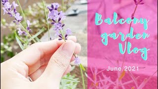 【アブラムシとの戦い、ラズベリー剪定など】ベランダ菜園Vlog 2021年6月