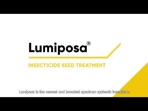 Lumiposa Corn at a Glance