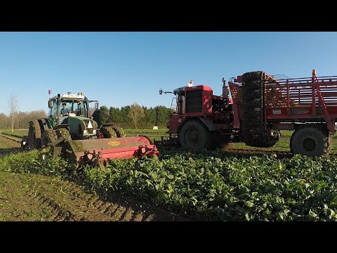 Arrachage de betteraves en chantier décomposé [Fendt, Gilles, Dewulf]