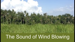 💨 Relaxing Wind Sounds for Sleeping or Stress Relief | Nature White Noise | 1 Hour