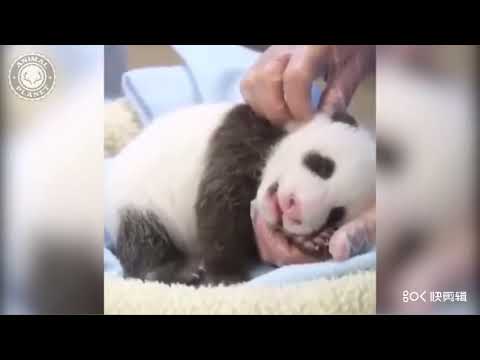 Super Cute Baby Pandas Compilation