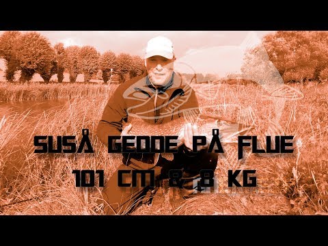 Suså gedde på flue.