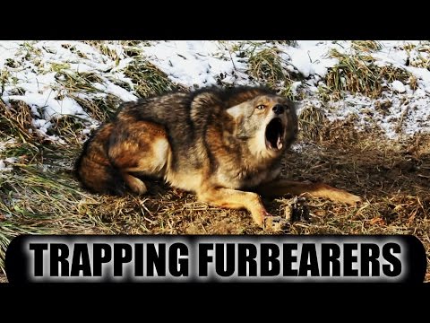 Trapping Furbearers 2014 - 2015 Season Pennsylvania